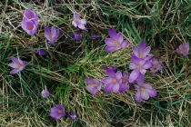 The saffron crocus. Courtesy Kateri Likoudis; from the book, Le Virtú in Abruzzo